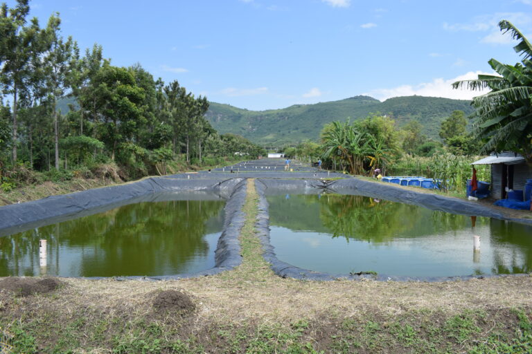Aquaculture growth puts Kenya’s aquatic biodiversity under pressure